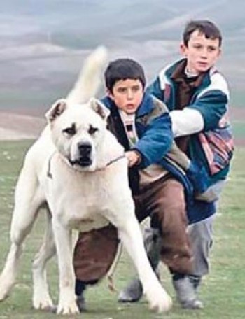 Sivas